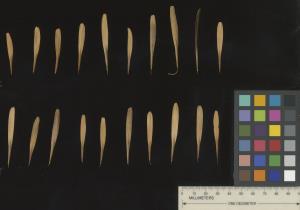 SEED